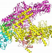 Image result for RNA Polymerase Structure