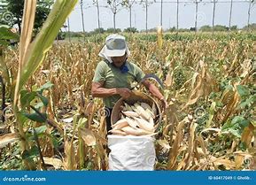 Image result for Corn Harvest Rajasthan