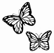 Image result for Beautiful Side View Butterfly