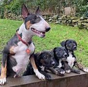 Image result for Boxer Golden Retriever Bull Terrier Mix