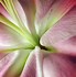 Image result for Free Flower Photography