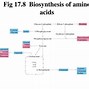 Image result for Biosynthesis of Essential Amino Acids