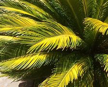 Image result for Pictures of Palm Leaves