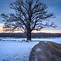 Image result for Largest Bur Oak