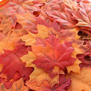 Image result for Artificial Fall Leaves