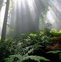 Image result for Enchanted Forest Background HD