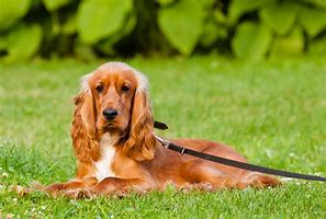 Image result for English Cocker Spaniel Short Hair