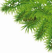 Image result for Pacific Silver Fir