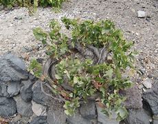 Image result for Examples of Vines