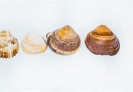 Image result for Beach Shells Coloring Pages