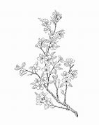 Image result for Blossom Tree Watercolour