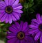 Image result for Perennial Flower Seeds