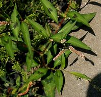 Image result for Persicaria Tree