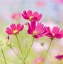 Image result for Bright Colored Flowers