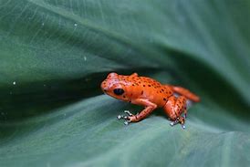 Image result for Red Black Frog