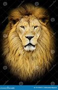 Image result for African Lion Clip Art