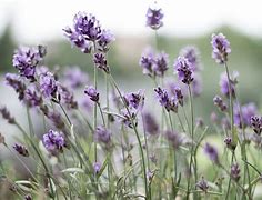 Image result for Lavender