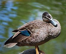 Image result for Duck Feet Graphic