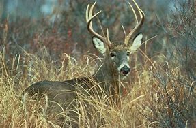 Image result for Deer Buck Pics