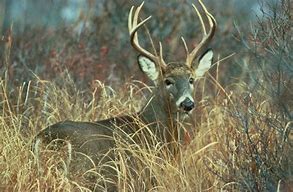 Image result for Deer Face Coloring Page