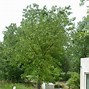 Image result for Quercus Lobata