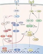 Image result for Hippo Yap Pathway