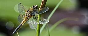 Image result for Leaf Insect Indonesia