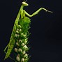 Image result for Praying Mantis Side View