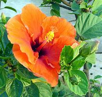 Image result for Hibiscus Shape