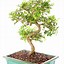 Image result for Chinese Elm Bonsai Sideways