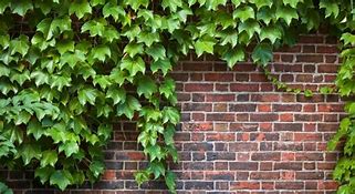 Image result for Ivy Vines On Legs