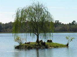 Image result for Weeping Willow Tree