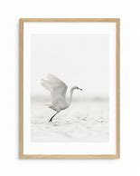 Image result for White Bird In-Flight