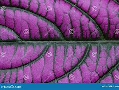 Image result for Leaf Image for PPT