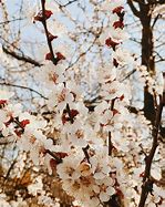 Image result for Red Cherry Blossom Tree