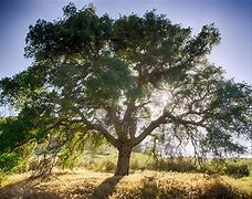 Image result for Half Earth with Tree