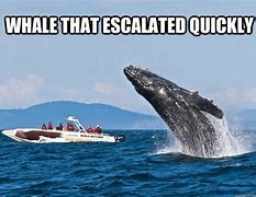 Image result for Funny Whale Memes