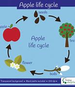 Image result for Apple Life Cycle Clip Art