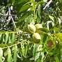 Image result for Pecan Bonsai Tree