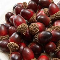 Image result for Bowl of Acorns