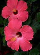 Image result for pink hibiscus flower