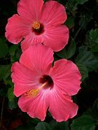 Image result for Hibiscus Flower Colors