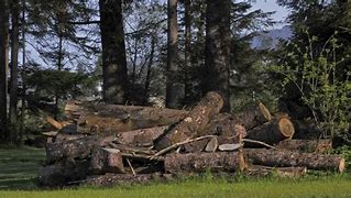 Image result for Pile of Leaves Fort