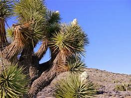 Image result for Joshua Tree National Park Plants