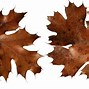 Image result for Brown Leaves Background