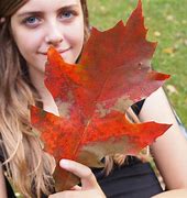 Image result for Maple Leaf Veining