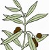 Image result for Olive Branch Clipart