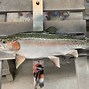 Image result for Rainbow Trout Mount