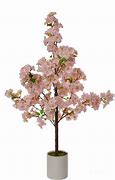 Image result for Potted Cherry Blossom Tree