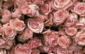 Image result for Dusty Rose Color Flowers